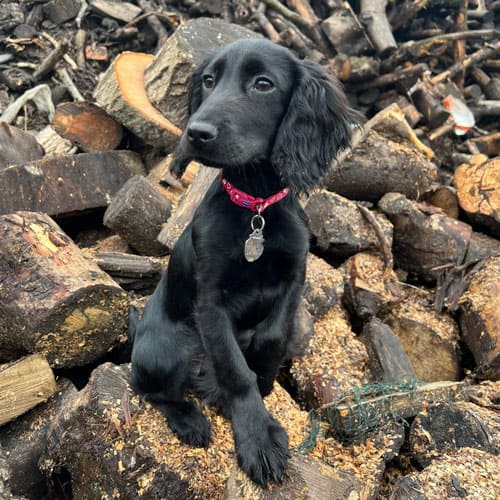 Amersham firewood and dog