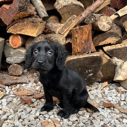 chesham firewood and dog